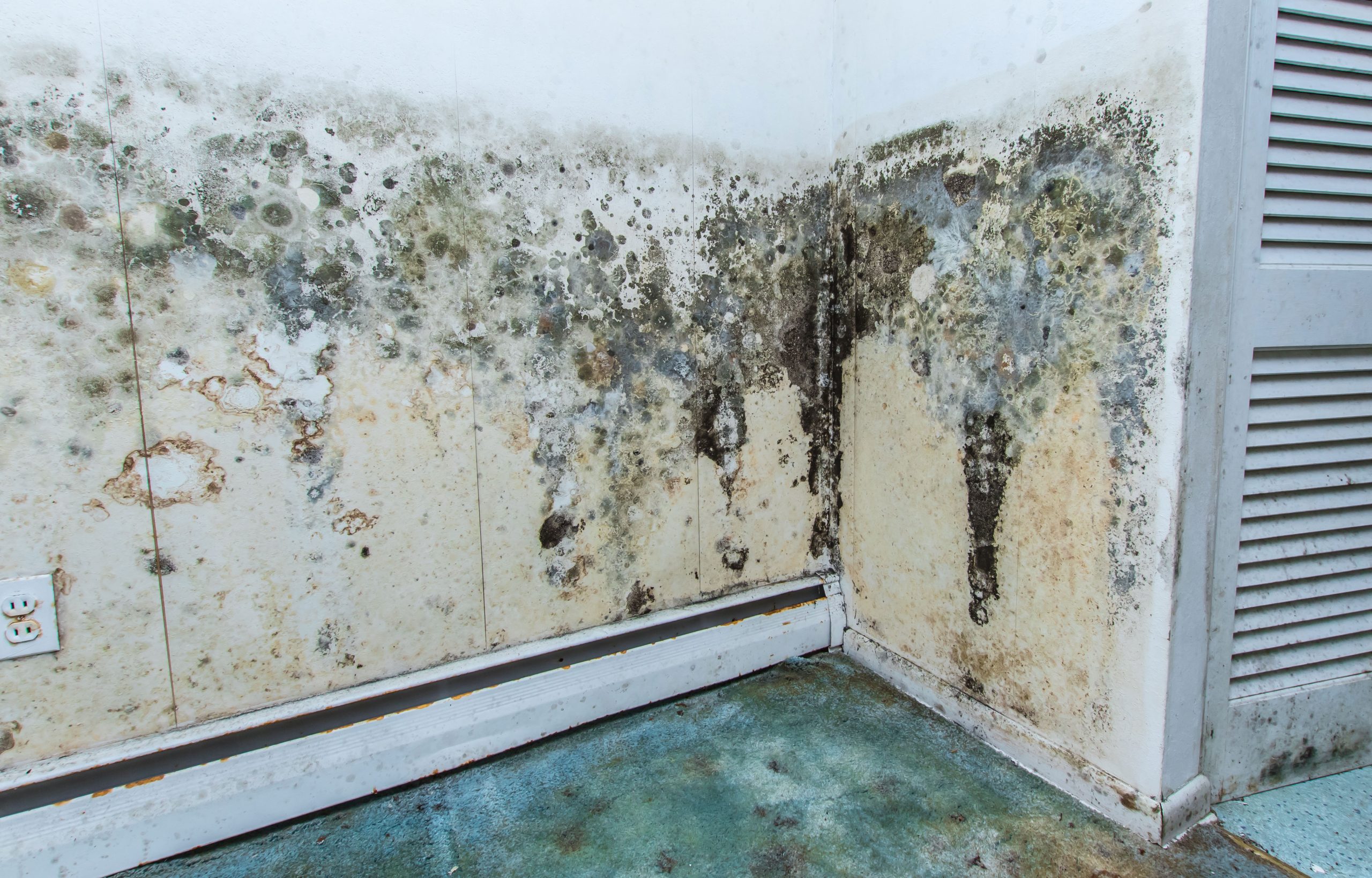 Black mold remediation services on an interior dining room wall.